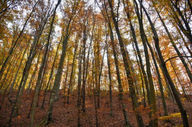 Sarı yapraklı sonbahar ormanı
