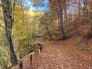 Sonbaharda güzel bir orman manzarası.