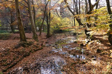 Ağaçlar ve yapraklarla dolu sonbahar ormanı