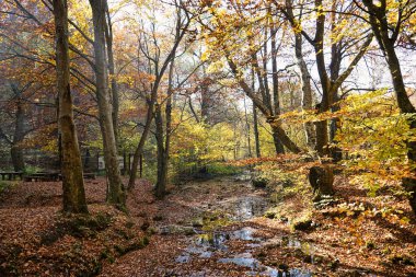 Ağaçlar ve yapraklarla dolu sonbahar ormanı