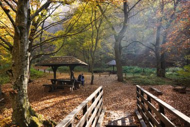 Parktaki sonbahar ormanı