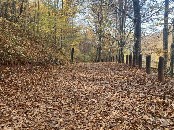 Hösten Skogen Med Blad Marken — Stockfoto
