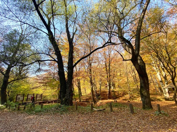 Outono Paisagem Com Árvores Folhas — Fotografia de Stock