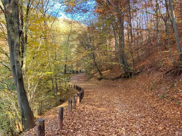 Uma Bela Vista Uma Floresta Outono — Fotografia de Stock