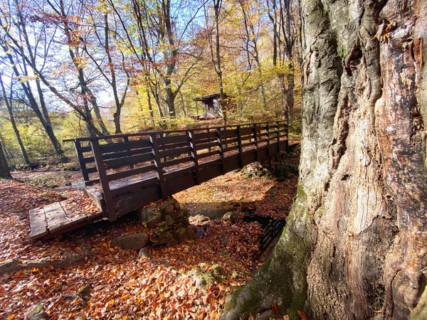 Floresta Outono Com Uma Ponte — Fotografia de Stock