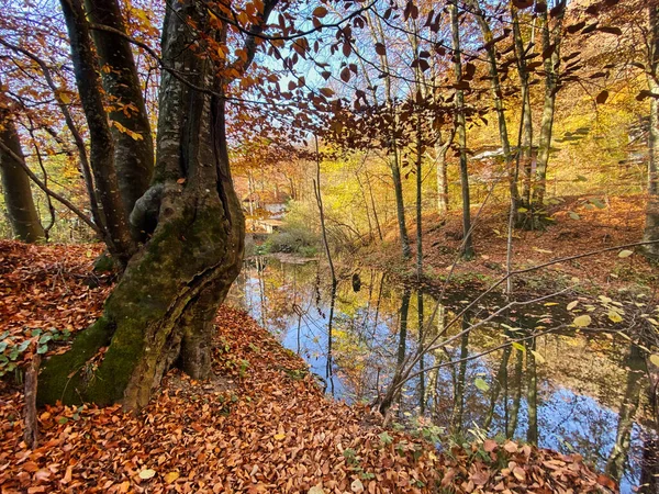 川のある秋の風景 — ストック写真