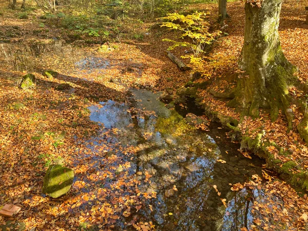 Осенний Лес Деревьями Листьями — стоковое фото
