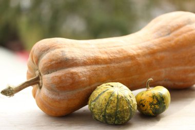 Sonbahar hasadı, balkabakları, yaklaşın.