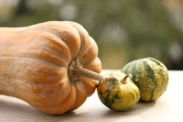 秋の収穫 カボチャ クローズアップ — ストック写真
