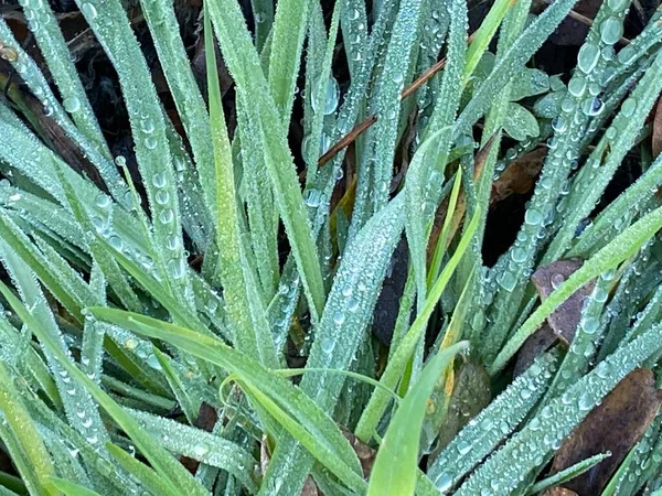 stock image green grass with  drops