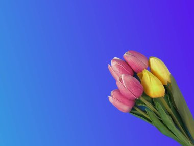 pink tulips on a blue background close up.