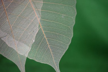yeşil yaprak dokusu, arkaplan