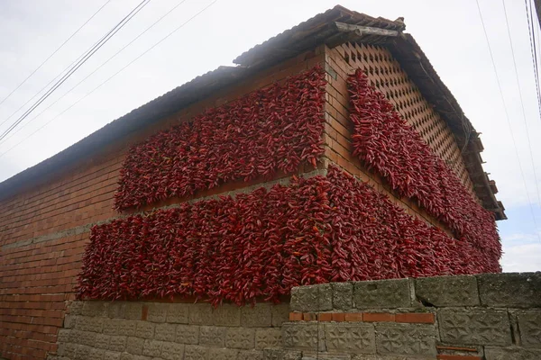 Red Chili Peppers Ready Dry Lokosnica Village Serbia — стоковое фото