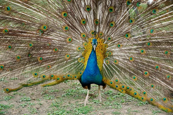 Beautiful Peacock Zoo — Stock Photo, Image