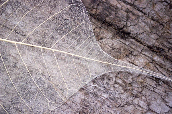 Крупним Планом Різні Текстури Дерево Сухий Лист — стокове фото