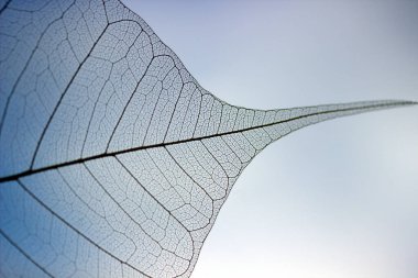 Beyaz arkaplanda bir yaprağı kapat