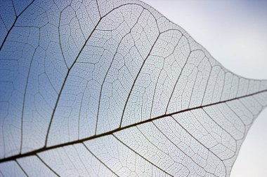 Beyaz bir yüzeyde bir yaprağın yakın çekimleri