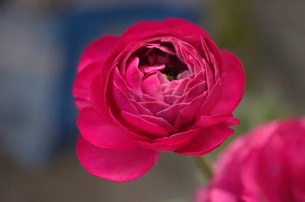 Nahaufnahme Der Schönen Rose Einem Sonnigen Tag Garten Rosen Und — Stockfoto