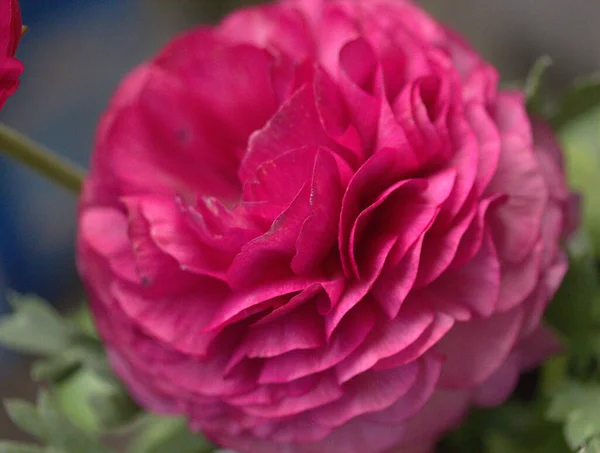 Image Gros Plan Belle Rose Avec Gouttes Rosée — Photo