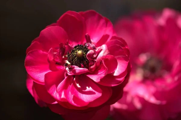 의정원에 아름다운 분홍빛 — 스톡 사진