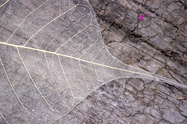 Nahaufnahme Von Trockenen Blättern Der Baumrinde Mit Adern — Stockfoto