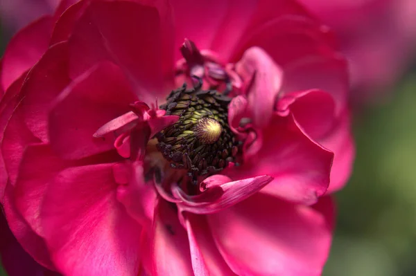 Крупним Планом Квіткова Голова Красивими Червоними Пелюстками Білою Трояндою — стокове фото
