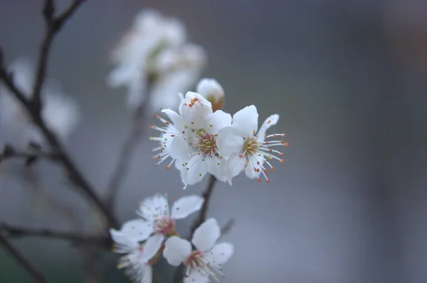 Красивые Весенние Цветы Лесу — стоковое фото