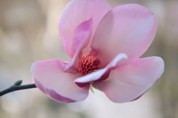 stock image beautiful pink magnolia flower on blurred background