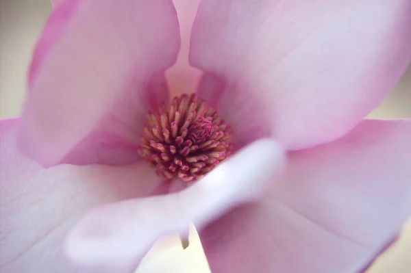 Ροζ Λουλούδι Μανόλια Μακροεντολή — Φωτογραφία Αρχείου