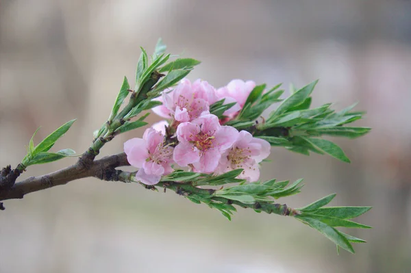 Árvore Floração Primavera Com Flores Rosa — Fotografia de Stock