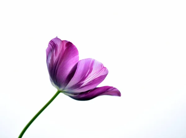Fleur Crocus Violet Dans Jardin — Photo