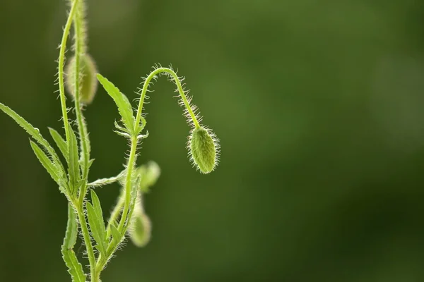 Grüne Pflanze Mit Knospen Und Blüten Auf Verschwommenem Hintergrund Nahaufnahme — Stockfoto