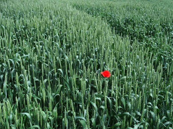 Beautiful Red Poppy Green Field Springtime — Stock Photo, Image