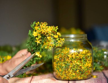St. John 's otları ahşap masada bir kavanozda