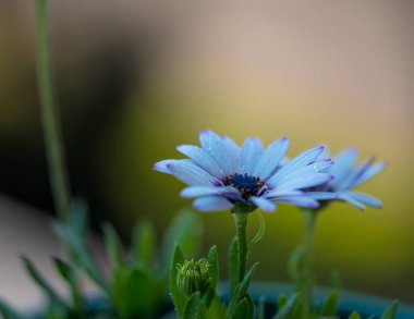 Bahçede yetişen güzel renkli çiçeklere yakın.