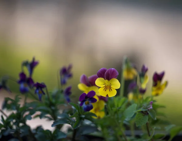 Belas Flores Violetas Jardim — Fotografia de Stock