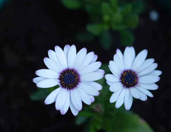 Gyönyörű Fehér Százszorszép Virág Kertben Természetes Tapéta — Stock Fotó