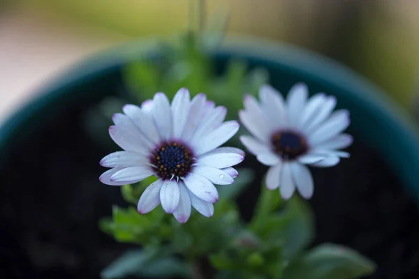Bílá Gerbera Květiny Pozadí Krásného Letního Dne — Stock fotografie