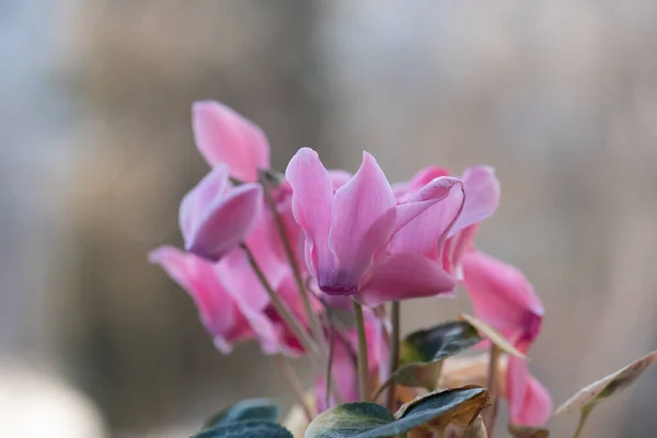 Krásný Růžový Brambořík Květiny Zahradě — Stock fotografie