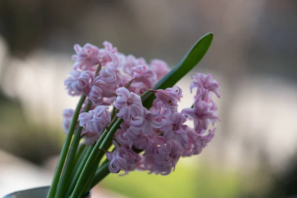 Közel Gyönyörű Orgona Virágok Kertben — Stock Fotó