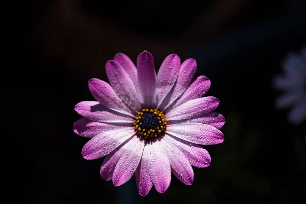 Beautiful Flower Studio Black Background — Stock Photo, Image