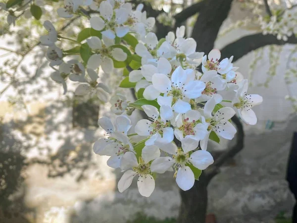 Gros Plan Belles Fleurs Cerisiers Fleurs — Photo