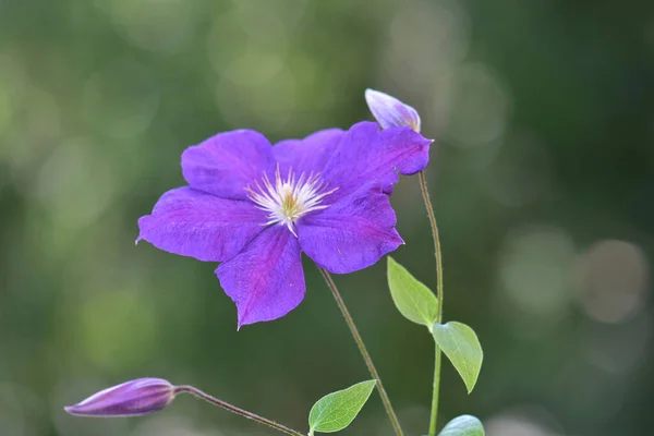 Close Belas Flores Crescendo Jardim — Fotografia de Stock
