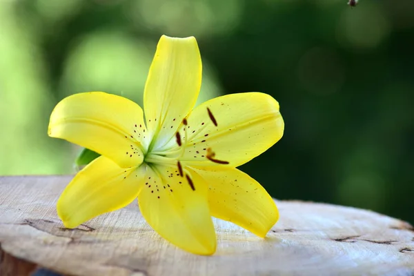 Желтый Цветок Деревянном Столе — стоковое фото