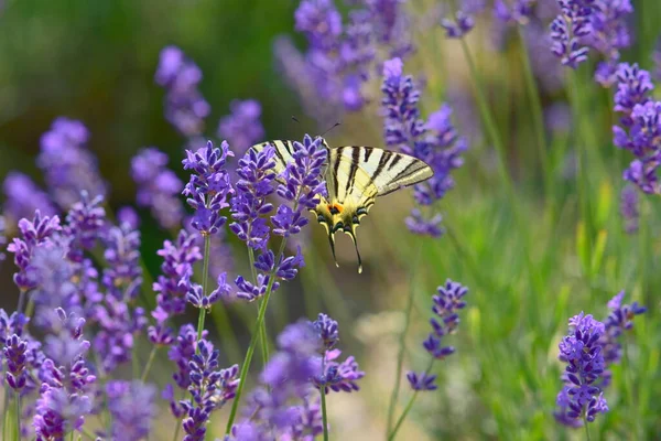lavender flowers, purple flower, background, close-up