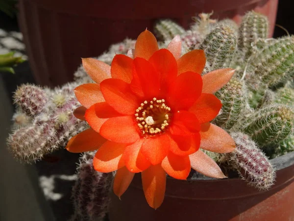 Красный Цветок Небольшим Растением Макро Макро — стоковое фото