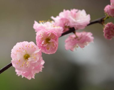 Güzel botanik fotoğrafı, doğal duvar kağıdı, Japon kiraz çiçeği.