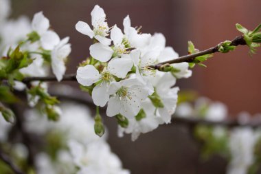 Güzel kiraz çiçekleri. Bahar çiçekleri.