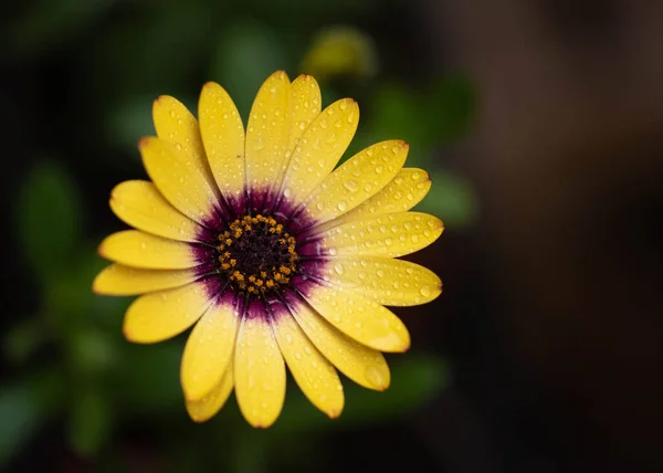 Zblízka Pohled Žluté Sedmikrásky Květiny — Stock fotografie
