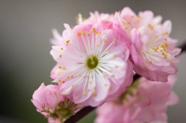 İri ve sık ağaçlı bir bahçededir.